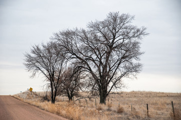 Winter scene of trees along a gravel road