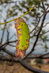 Walnut Autumn Leaf on Branch Close Up