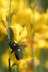 ape legnaiola (xylocopa violacea)