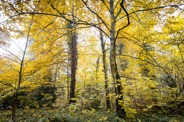 Herbstwald - Verfärbung der Blätter 