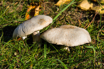 Two large mushroom mushrooms (Agaricus) have grown in the grass in the Park. Mushrooms close up. Selective focus. Shallow depth of field.