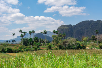 Obraz premium Tobacco Plantation