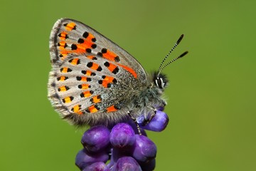 Tomares nesimachus  743