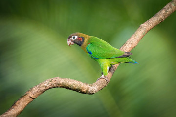 Pionopsitta haematotis, Brown-hooded parrot The bird is perched on the branch in nice wildlife natural environment of Costa Rica..