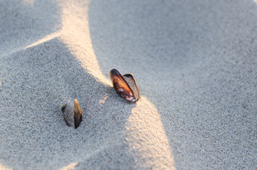 Muscheln im Sand