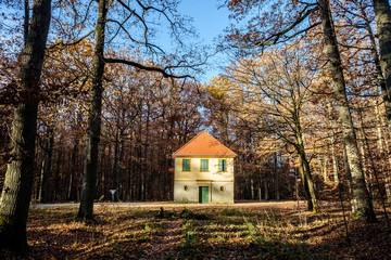 Fototapeta na wymiar Dianenslust im Herbstwald, Schweinfurt