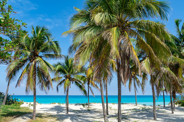 Obraz na płótnie Canvas Varadero Beach Palms