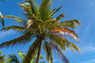 Fototapeta na wymiar Varadero Beach Palm