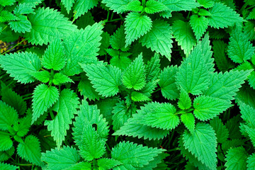 Common nettle or Urtica dioica. green leaves top view.