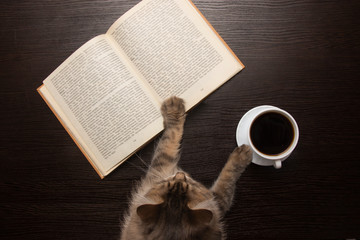 cat reads a book and drinks coffee