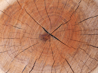 Obraz premium Powierzchnia przekroju drzewa zbliżenie. Naturalna tekstura drewna.