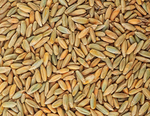 Top view of rye grains, as agricultural background.