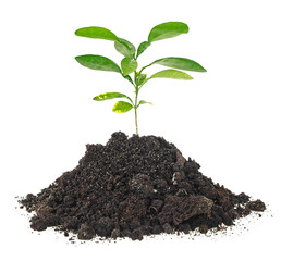 Small plant of citrus fruit in a mound of dirt on a white background