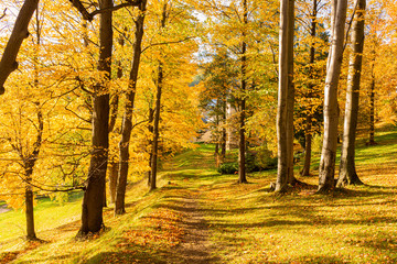 Obraz premium Fairy forest in fog at sunrise in autumn colors. Magical trees with sun rays. Colorful dreamy landscape with foggy forest, gold sunlight, red and orange leaves. Beautiful enchanted trees in mist. Fall