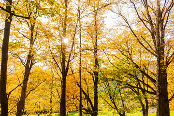 Forest Trees with Sunlight Pouring through Tree Branches at Sunset in the Woods