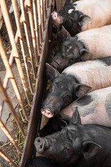 Pigs family in pigsty, look into camera. dirty and happy. Farm life.