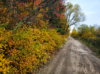 Colored leaves. Red, yellow and green leaves on trees and bushes along the road.