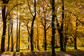Fototapeta premium Beautiful morning scene in the forest with sun rays and long shadows