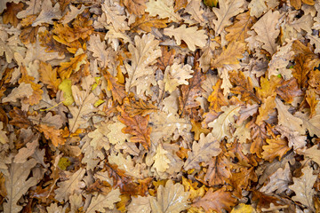 bright dry yellow autumn oak foliage closeup. natural surface texture