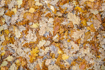 bright yellow autumn oak foliage. natural surface texture