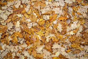 bright dry yellow autumn oak foliage. natural surface texture