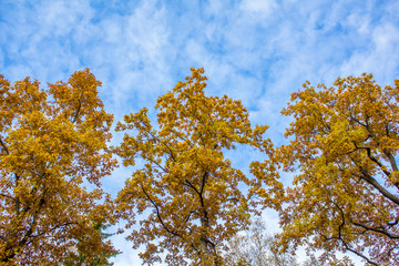 bright yellow foliage on autumn trees in a forest against a blue sky with white clouds