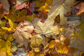 bright yellow, green and red autumn dry foliage in the forest, top view
