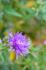 Garden bright beautiful purple flowers grow in autumn