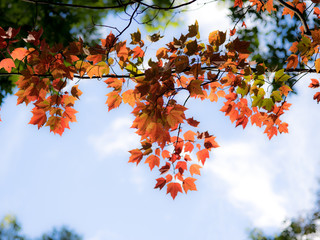 Falls late arrival of red leaves with a blue background