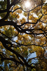 Yellow fall leafs and branches of trees. Vertical orientation