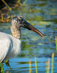 Wood Stork dripping beak