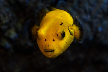 A cute yellow fish swimming through the sea