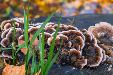 fungus on the stump in the autumn