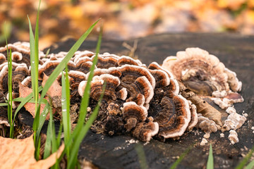 fungus on the stump in the autumn