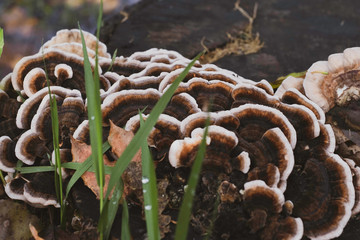 fungus on the stump in the autumn