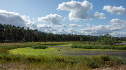 Estonian swamp