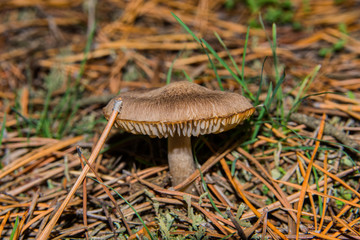 Gray mushroom Tricholoma triste in the forest in pine needles. Mushroom close-up. Soft selective...