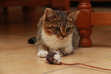 Chaton en embuscade sous la table