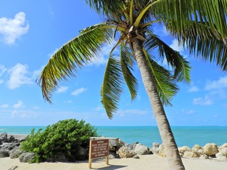 Obraz premium Palm tree in the beach of Key West, Florida, United Stantes.