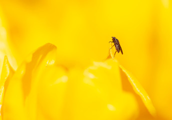 fruit fly perched on flower