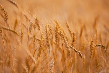 Wheat plants on an agricultural field