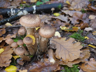 Fliegenpilz