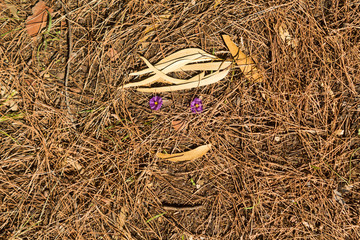 Pine forest floor with funny face in sunlight