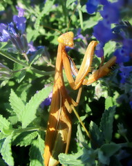 Brown praying mantis (mantis religiosa) standing outside in the sun