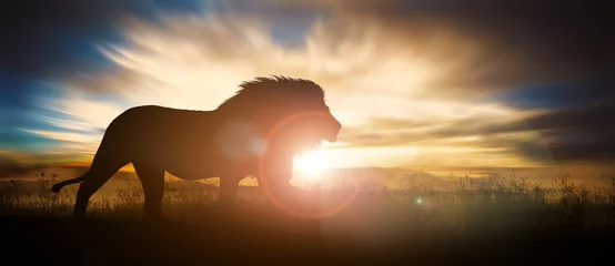 Foto auf Acrylglas Afrikanische Landschaft bei Sonnenuntergang mit Silhouette eines großen erwachsenen Löwen © ginettigino