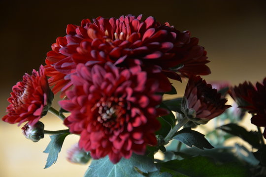 Crisantemos rojos