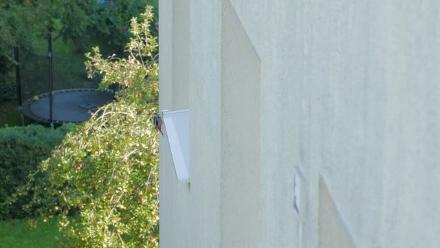 Woodpecker on the house wall facade bird knocks makes a nest breaks a hole harms destroys building big spotted woodpecker