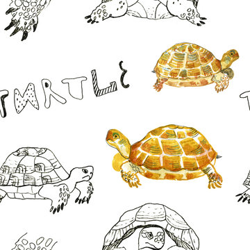 Watercolor hand drawn pattern of turtles. Illustration of turtles on the white background