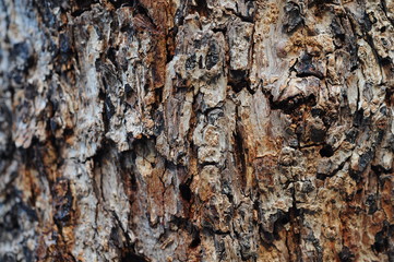 Tree Bark Texture