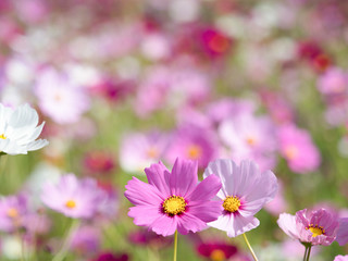 満開のコスモス畑